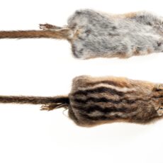 This is a photograph of two Yellow-pine Chipmunk study skins, one top view, one bottom view.