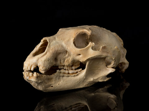 Beacon Hill Bear Skull