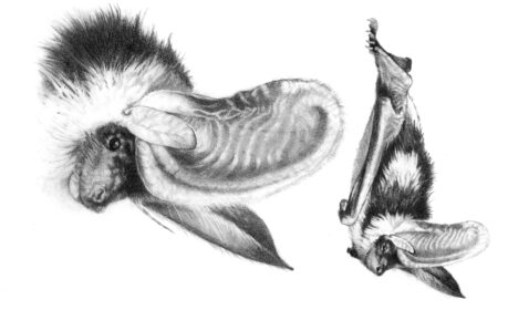Spotted Bat Illustration