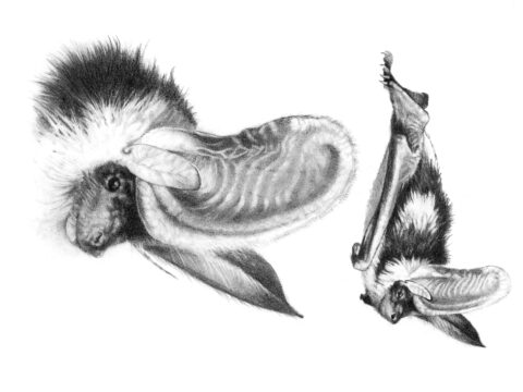 Spotted Bat Illustration