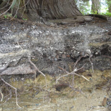 This is a photograph of a shell midden being eroded by ocean tides with tree roots growing through it.