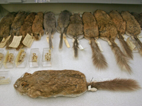 Examine photographs of different kinds of mammal specimens in the Royal BC Museum. 