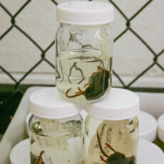 This is a photograph of three jars containing mammal wet specimens at the Royal BC Museum stacked in a pyramid.