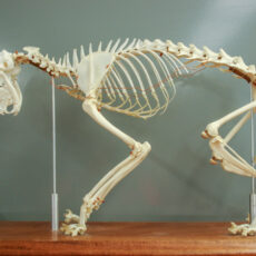 This is a photograph of a side view of an articulated skeleton of a Domestic Cat (Felis sylvestris)