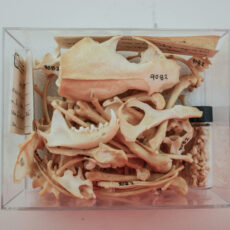 This is a photograph of a container holding a disarticulated mammal skeleton, with the skull and jaw bones on top.