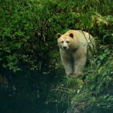 This is a photograph of a Kermode Bear (Ursus americanus) in the wild.