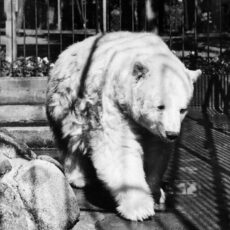 A black and white photo of the Kermode Bear in Beacon Hill Park Zoo, Victoria, British Columbia