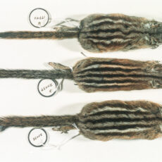 This is a top view of three Yellow-pine Chipmunk study skins.