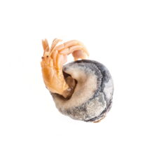 This is a photograph of a Maroon Hermit Crab (Pagurus hemphilli) from the Royal BC Museum collection.