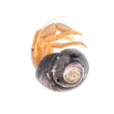 This is a photograph of a Blue Band Hermit Crab (Pagurus samuelis) from the Royal BC Museum collection.