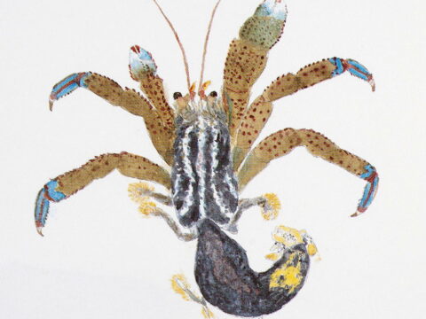 Blue Band Hermit Crab Illustration
