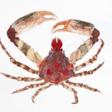 This is a water colour illustration of a Sharp-Nosed Crab (Scyra acutifrons).