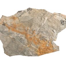 A photo of a Spriggia-like epirelief fossil