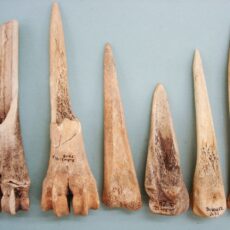 This is a photograph of tools made from the lower leg bones of deer.
