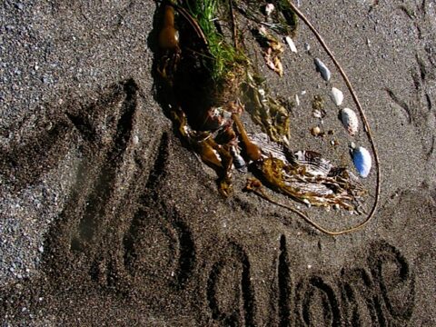 Northern Abalone Photograph