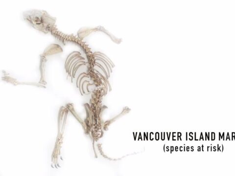 Vancouver Island Marmot skeleton