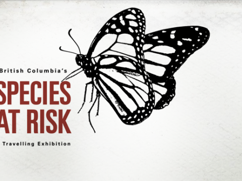 species-at-risk-banner