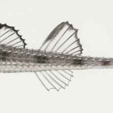 This is a black and white illustration of a Smootheye Poacher fish.