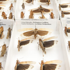 This is a photograph showing Carolina Grasshoppers pinned in boxes at the Royal BC Museum.