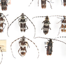 This is a photograph showing Banded Alder borer beetles in the Royal BC Museum collection.