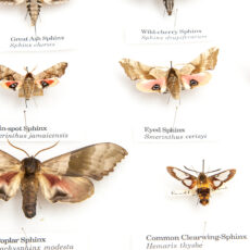 This is a photograph showing pinned specimens of Sphinx Moths at the Royal BC Museum.