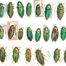 This is a photograph showing specimens of the colourful insect the Golden Buprestid (Buprestis aurulenta).