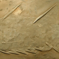 This is an image of a Brochoadmone fish fossil in rock.