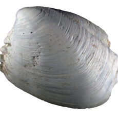 This is a photograph of the outside of an empty shell of a Thyasirid Clam (Ascetoaxinus quatsinoensis)