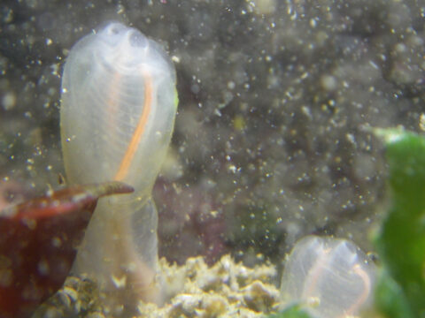 Light-bulb Tunicate