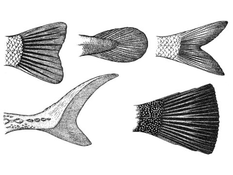Fish Tails