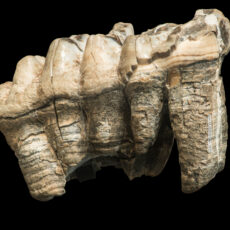 This is a photograph of a mastodon tooth at the Royal BC Museum.