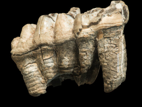 Mastodon tooth
