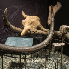 This is a photograph of mammoth bones and tusks on display at the Royal BC Museum.
