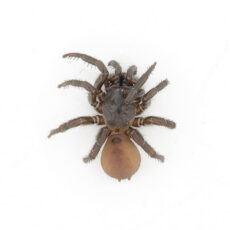 This is a photograph of a museum specimen of a Folding-door Spider.