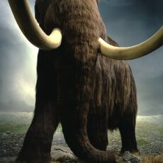 This is a photograph of Woolly, the Royal BC Museum's fabricated Woolly mammoth.