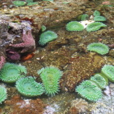 This is a photograph of a tide pool with sea stars, anemones and other marine invertebrates.
