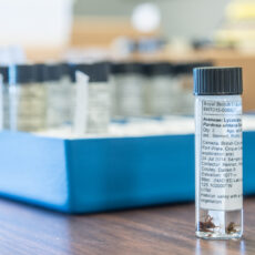 This is a photograph showing a closeup view of a labelled ethanol filled vial with spider specimen.