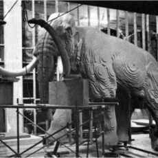 This is a photograph showing an early stage of fabrication of the Royal BC Museum's Woolly mammoth.