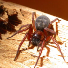 This is a photograph of a Callobius severus spider on a piece of wood.