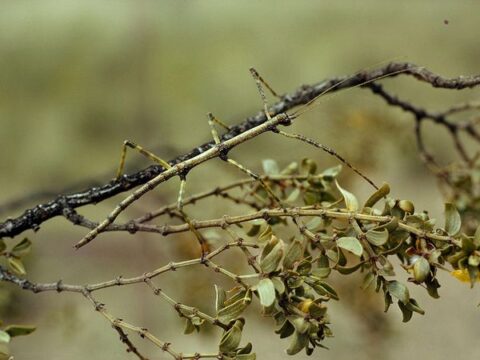 walking-stick-insect_745_600x450