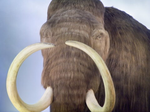 The Woolly Mammoth