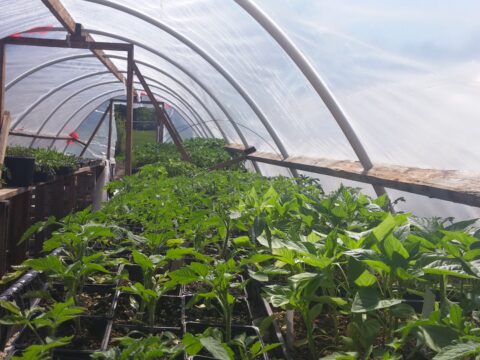 Tomato Plants in Greenhouse