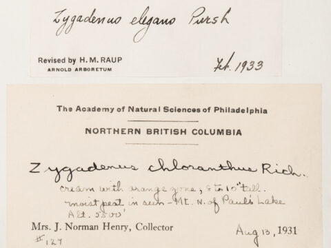 Close-up of Museum Record