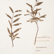 This is an image of a specimen of Northern Bush Willow (Salix arbusculoides) Andersson, collected by Mary Gibson Henry in northeastern BC.