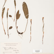 This is an image of a specimen of Alpine Bistort (Bistorta vivipara) (L.) Delarbre, collected by Mary Gibson Henry in northeastern BC.