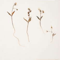 This is an image of a specimen of Western Spring Beauty (Claytonia lanceolata) Pall. ex Pursh, collected by Mary Gibson Henry in northeastern BC.