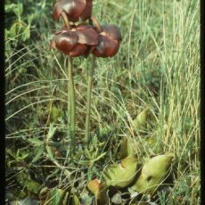 Picture of a live Common Pitcher-plant surrounded by grass.