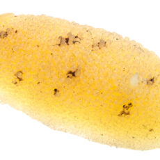 Image of a rubber cast of a sea creature called a Lemon Nudibranch.