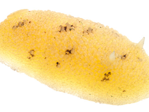 Lemon Nudibranch