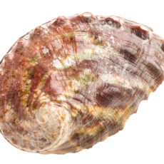 Image of the shell of the marine invertebrate the Northern Abalone
